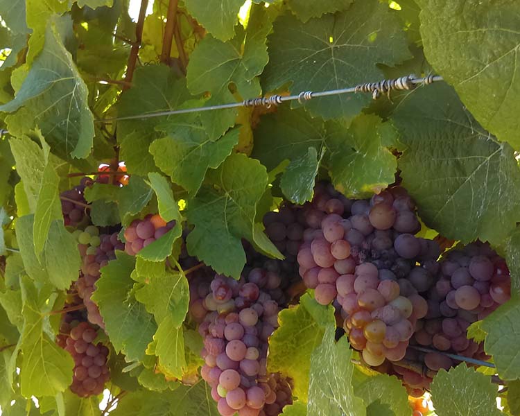 Flowstone Winery Gewurtztraminer Grapes on Vine