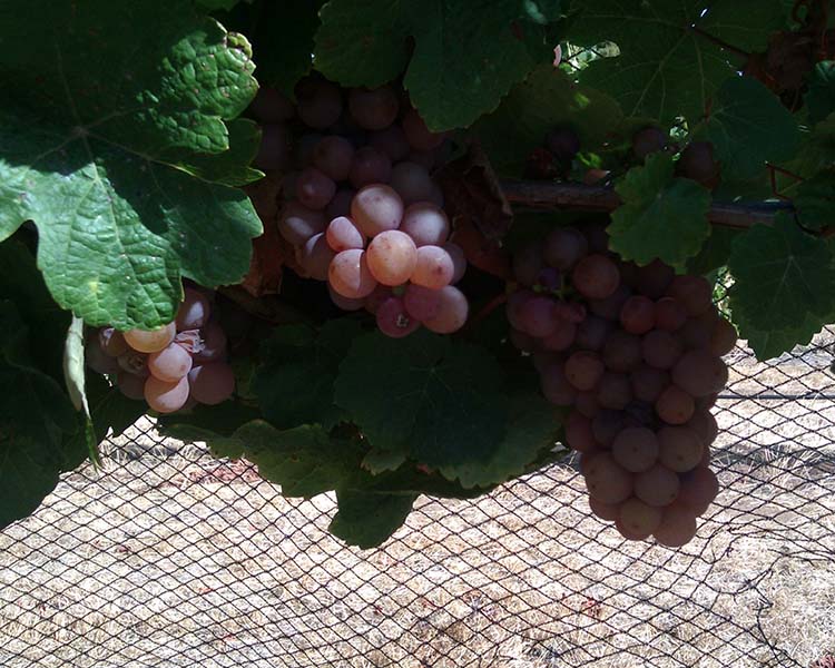 Closeup of Gewürztraminer Grapes