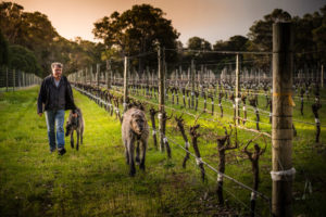 Stuart and his dogs walking through the Cabernet Touriga vines at Flowstone
