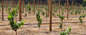 New vines growing in the Flowstone vineyard