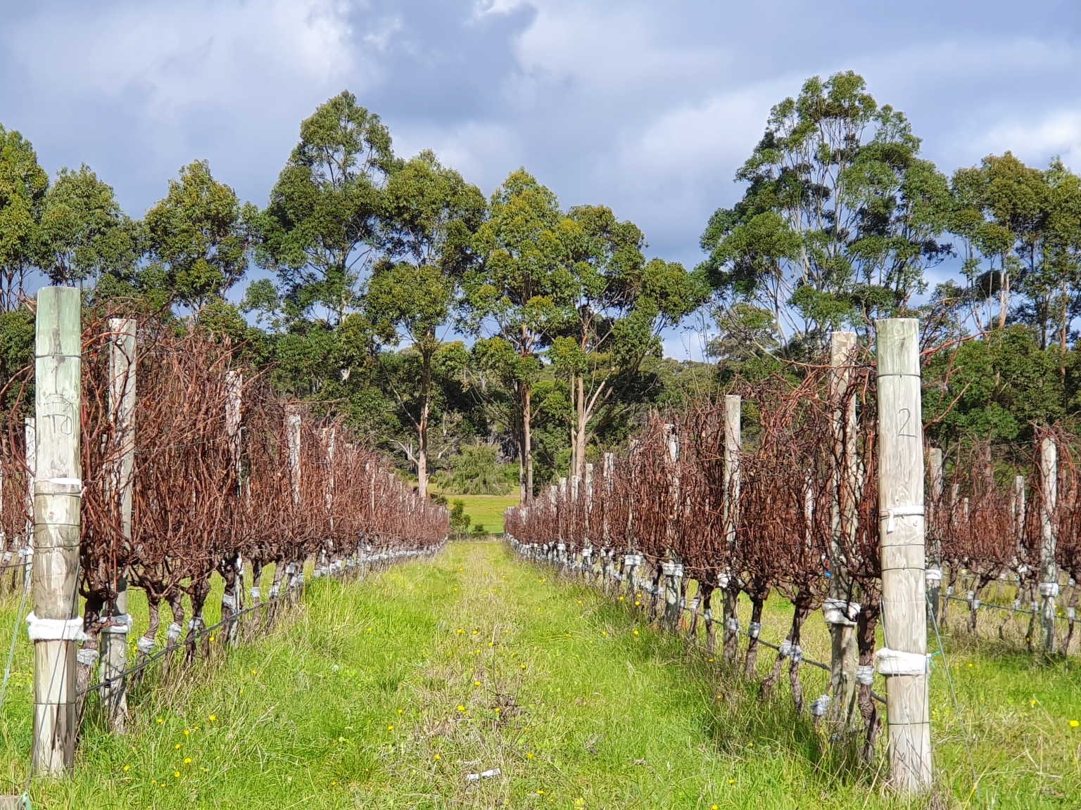 Flowstone Vineyard dormant vines