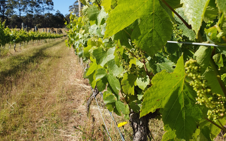 Flowstone Vineyard Leaves