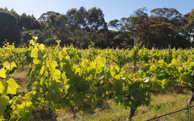 Flowstone Vineyard
