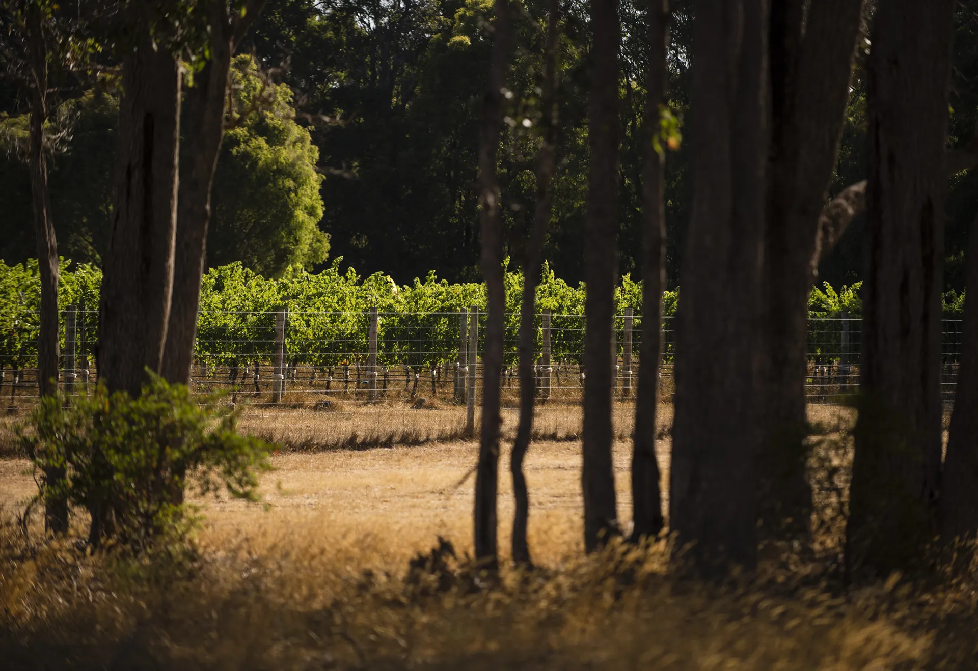 Flowstone vineyard